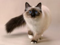 Девятая жизнь кошки