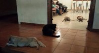 СОБАКИ ПРИШЛИ НА ПОХОРОНЫ