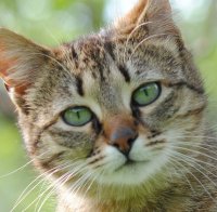 КРЕМАЦИЯ КОШЕК